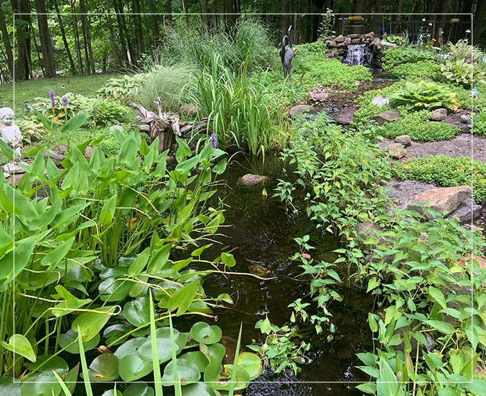 A stream of water surrounded by green plants.